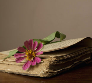 7 Best Books for Florist to increase the knowledge of Flowers