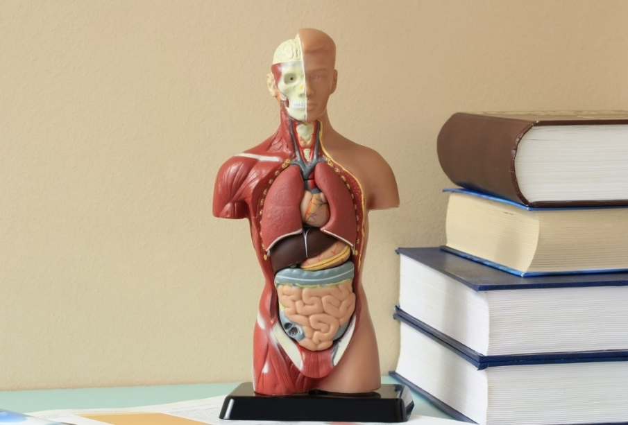 8 Study Tips To Help You Learn Human Anatomy