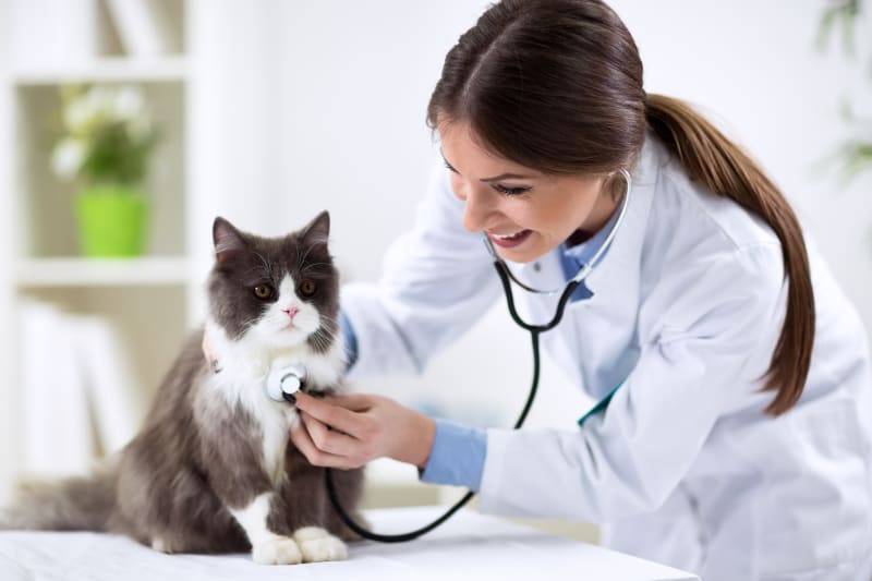 How Often Should I Take My Cat to the Vet