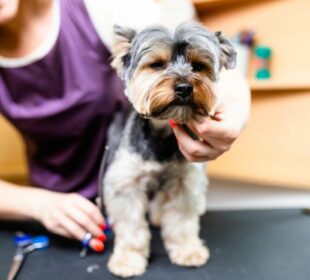 Choosing the Right Location for Your Dog Grooming Salon