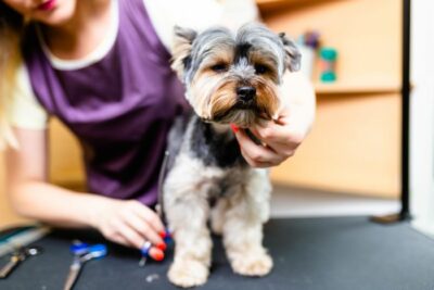 Choosing the Right Location for Your Dog Grooming Salon