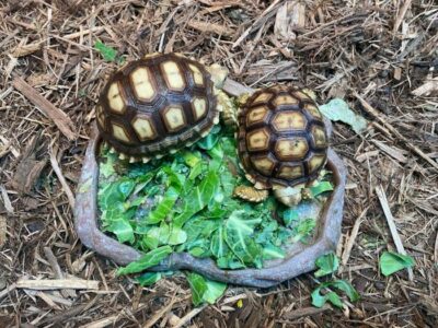 Do Sulcata Tortoises Make Good Pets
