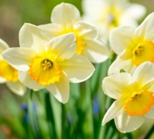 15 Captivating Spring Flowers to Transform Your Garden