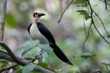 Exploring the Best Birdwatching Sites in Sierra Leone