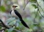 Exploring the Best Birdwatching Sites in Sierra Leone