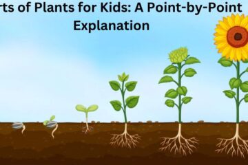 parts of plants for kids